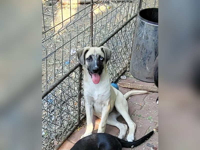 BETTY - so ein tolles Mädchen