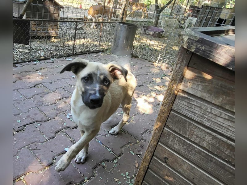 BETTY - so ein tolles Mädchen
