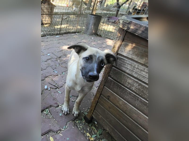 BETTY - so ein tolles Mädchen