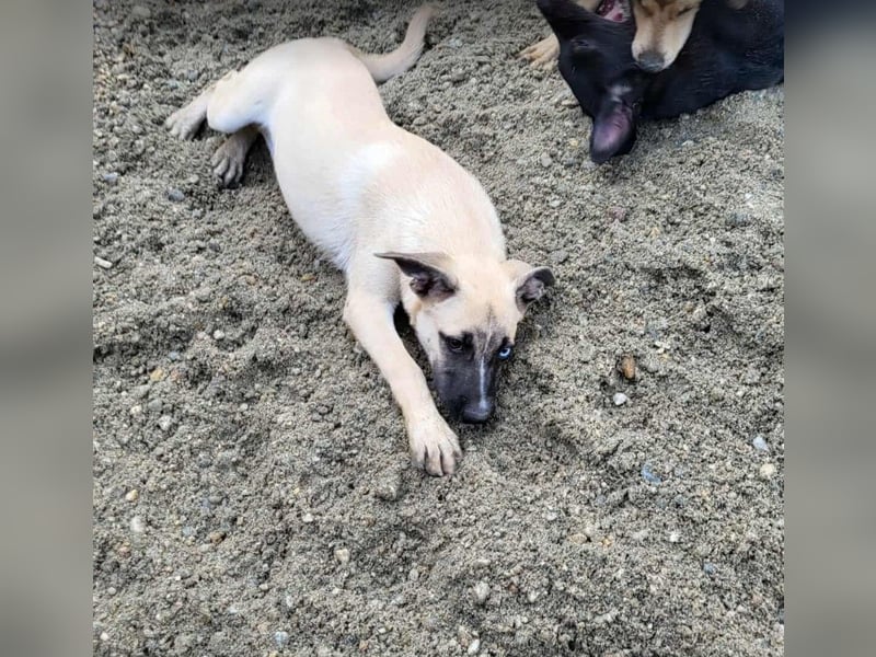 BETTY - so ein tolles Mädchen