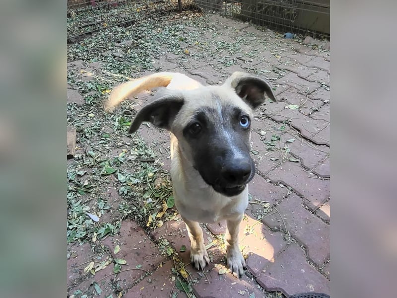BETTY - so ein tolles Mädchen