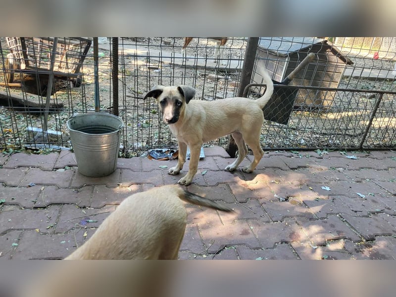 BETTY - so ein tolles Mädchen