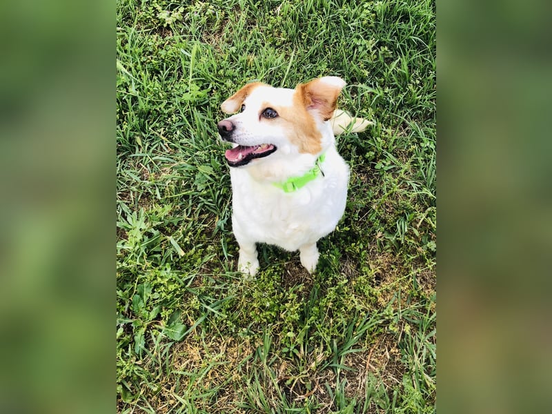 Zuckersüße Emma bezaubert die Hundeherzen