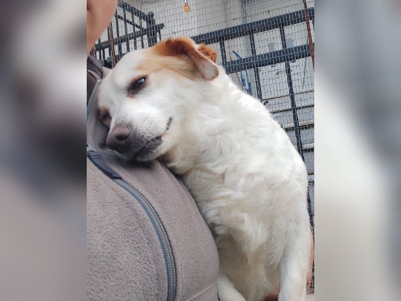 Zuckersüße Emma bezaubert die Hundeherzen