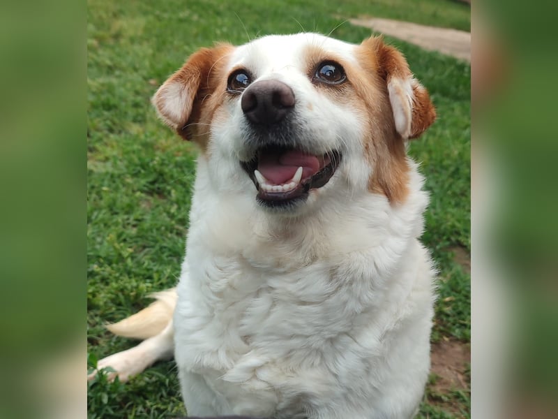 Zuckersüße Emma bezaubert die Hundeherzen