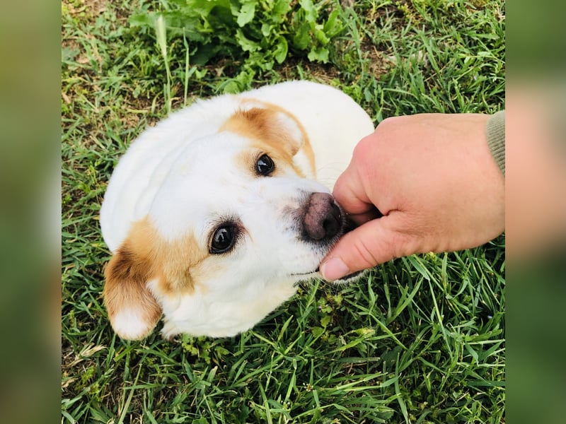 Zuckersüße Emma bezaubert die Hundeherzen