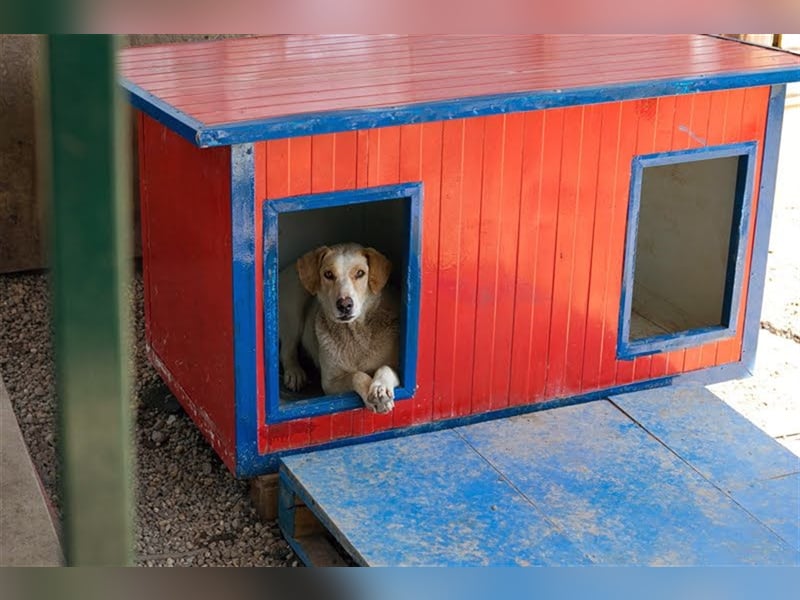 MELLY - die hübsche Seniorin sucht Menschen, die ihr Liebe und Geborgenheit geben