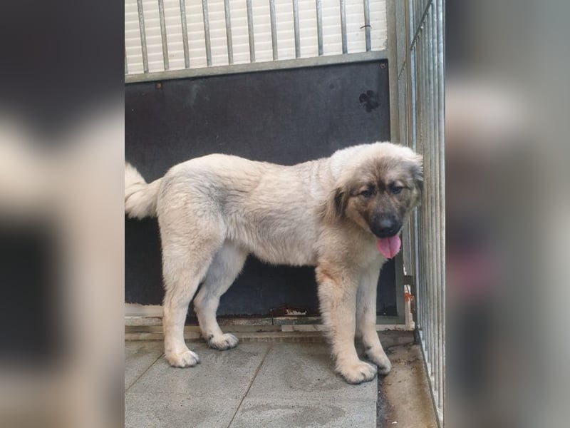NELLY - die hübsche Herdenschützerin sucht eine liebe Familie mit Hundeerfahrung