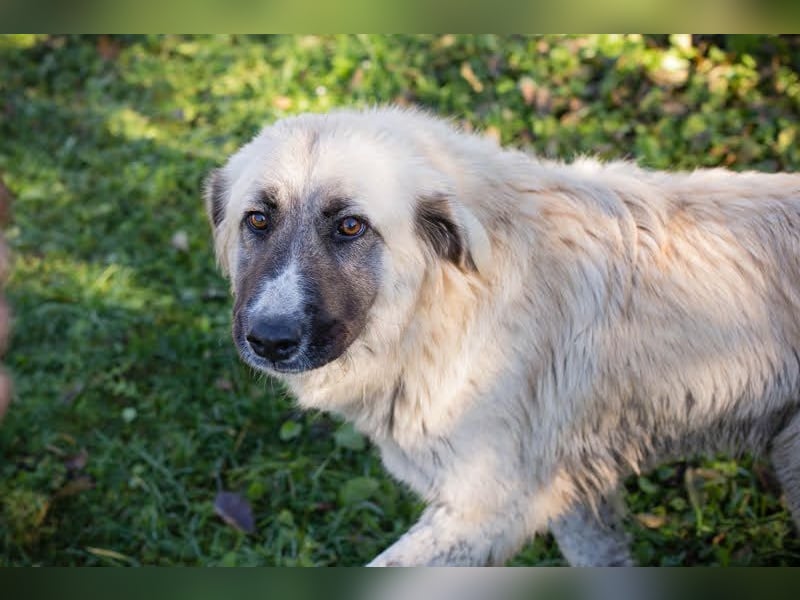 AYLA - die ruhige und zaghafte Hündin sucht geduldige Menschen mit Hundeerfahrung
