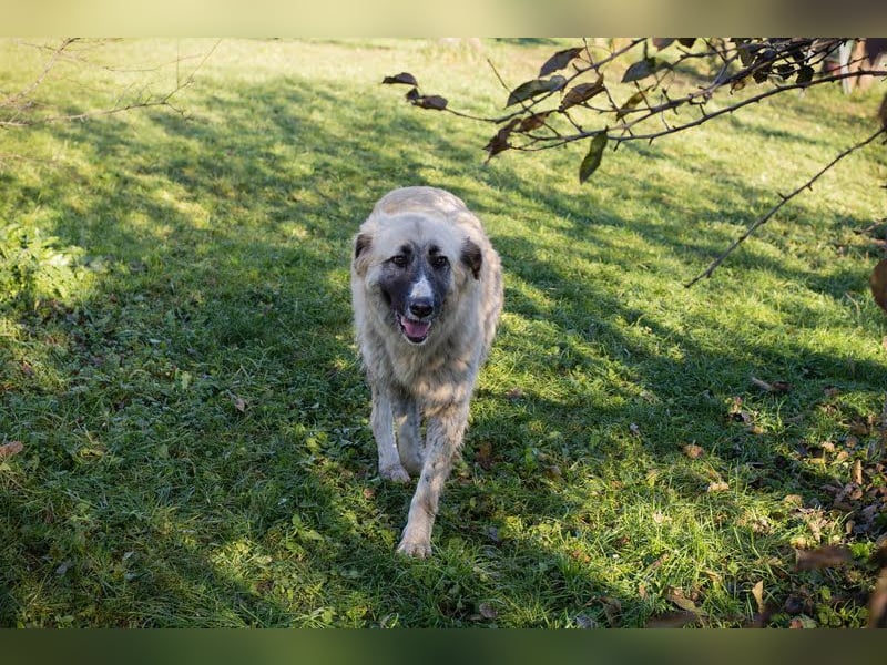 AYLA - die ruhige und zaghafte Hündin sucht geduldige Menschen mit Hundeerfahrung