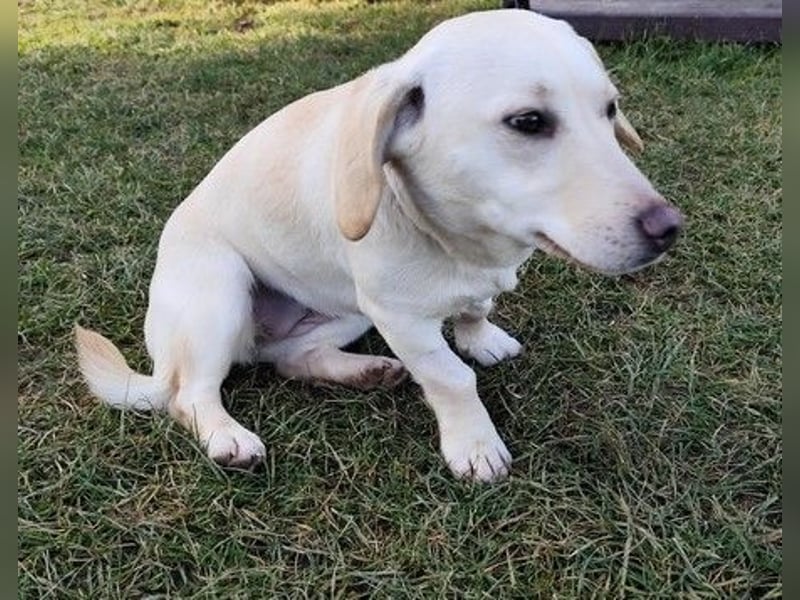 LULU - das temperamentvolle kleine Mädchen sucht liebe Menschen zum Spielen, Kuscheln und Lernen