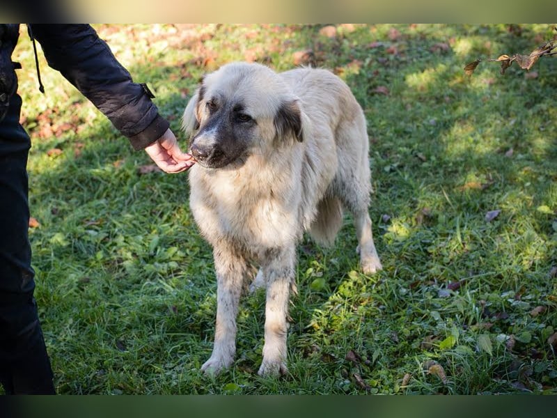 AYLA - die ruhige und zaghafte Hündin sucht geduldige Menschen mit Hundeerfahrung