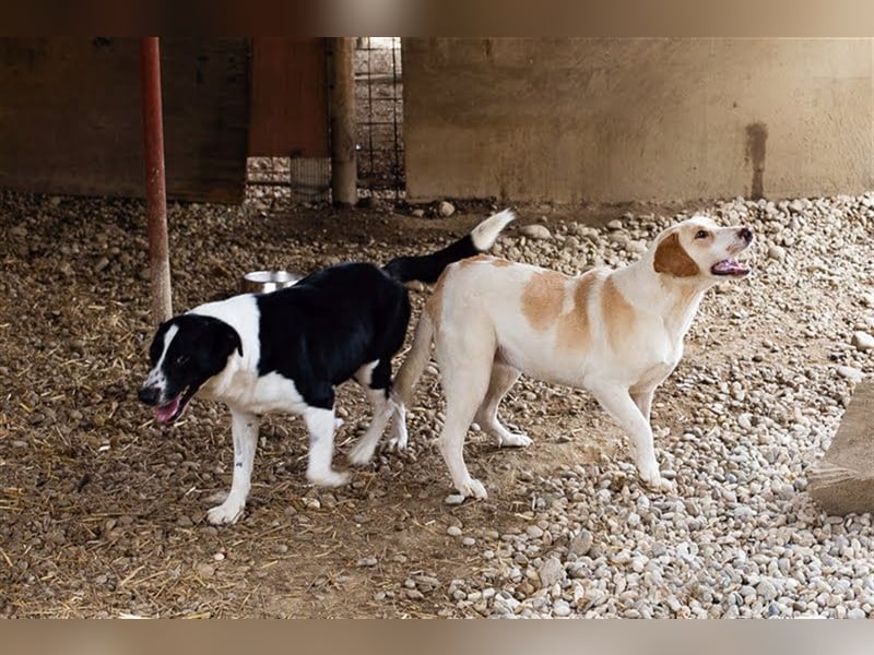 MELLY - die hübsche Seniorin sucht Menschen, die ihr Liebe und Geborgenheit geben