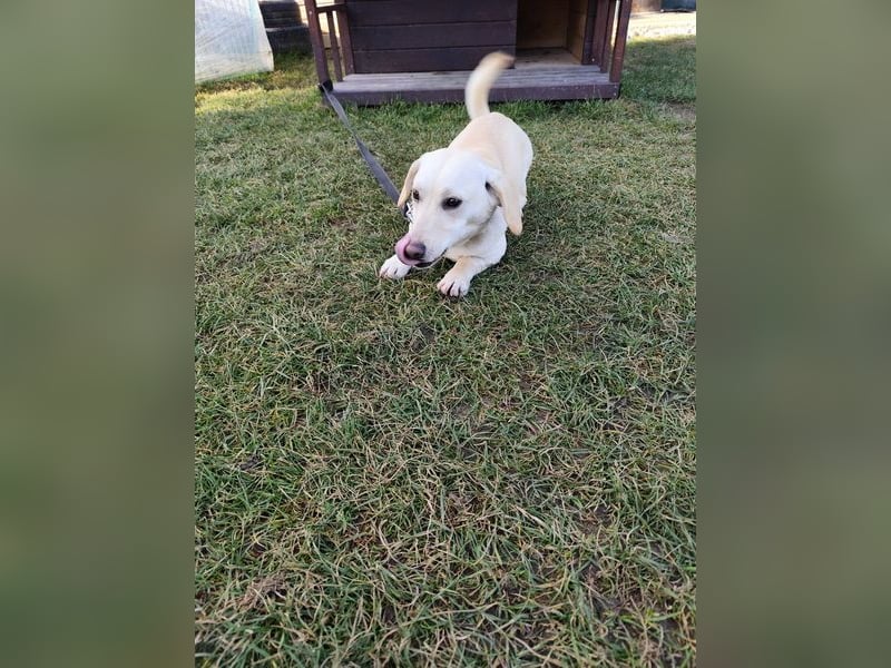 LULU - das temperamentvolle kleine Mädchen sucht liebe Menschen zum Spielen, Kuscheln und Lernen