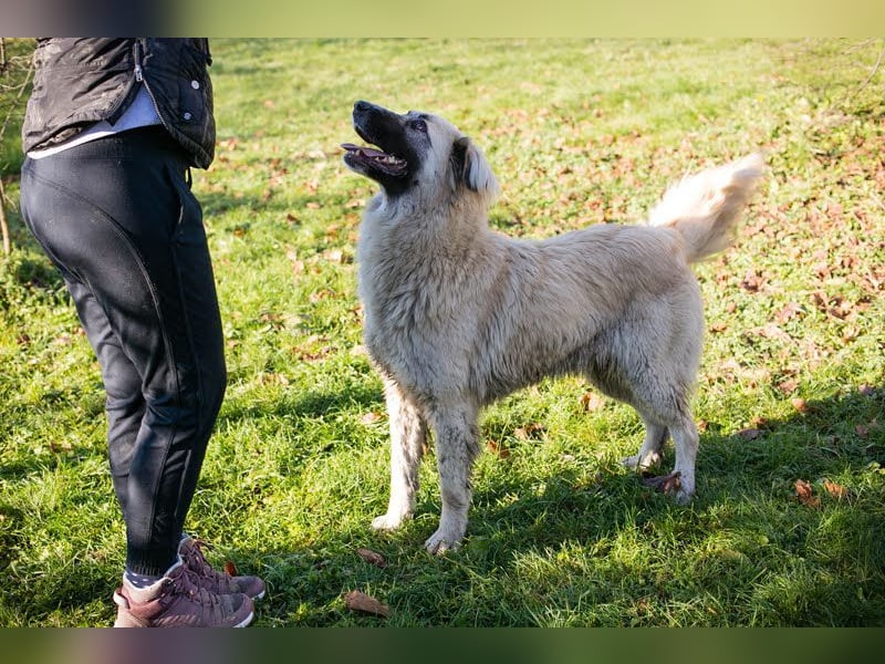 AYLA - die ruhige und zaghafte Hündin sucht geduldige Menschen mit Hundeerfahrung