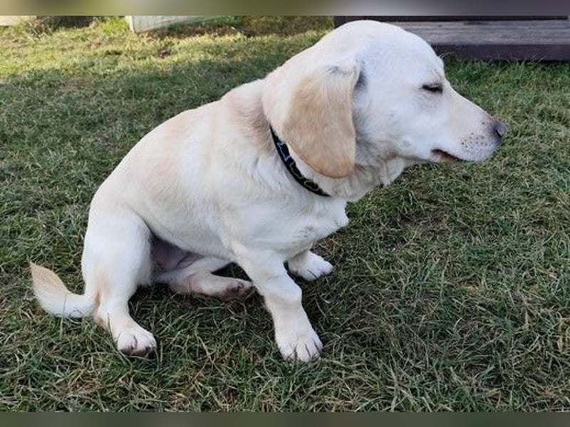 LULU - das temperamentvolle kleine Mädchen sucht liebe Menschen zum Spielen, Kuscheln und Lernen