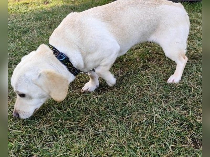 LULU - das temperamentvolle kleine Mädchen sucht liebe Menschen zum Spielen, Kuscheln und Lernen