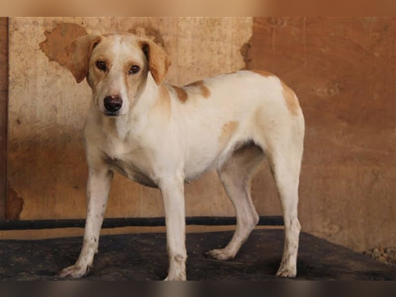 MELLY - die hübsche Seniorin sucht Menschen, die ihr Liebe und Geborgenheit geben