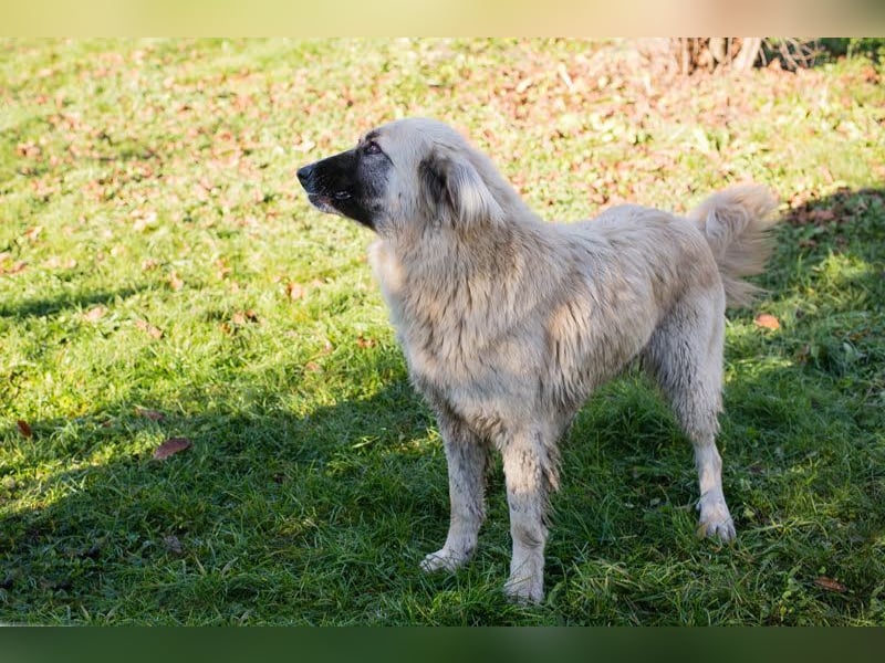 AYLA - die ruhige und zaghafte Hündin sucht geduldige Menschen mit Hundeerfahrung