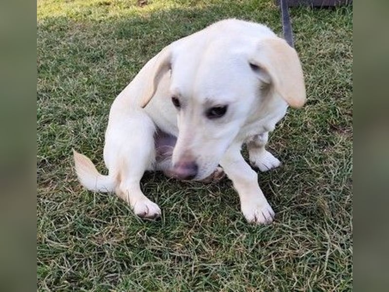 LULU - das temperamentvolle kleine Mädchen sucht liebe Menschen zum Spielen, Kuscheln und Lernen