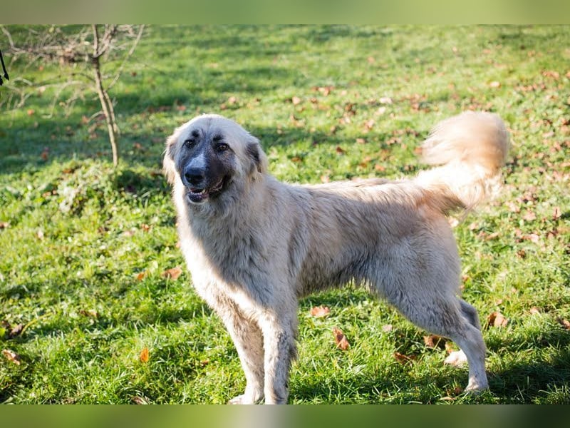 AYLA - die ruhige und zaghafte Hündin sucht geduldige Menschen mit Hundeerfahrung