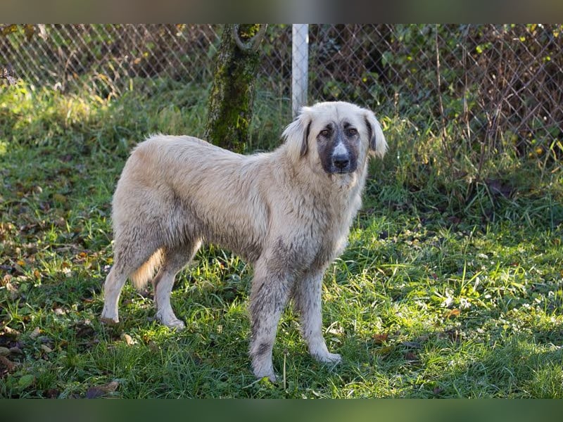 AYLA - die ruhige und zaghafte Hündin sucht geduldige Menschen mit Hundeerfahrung