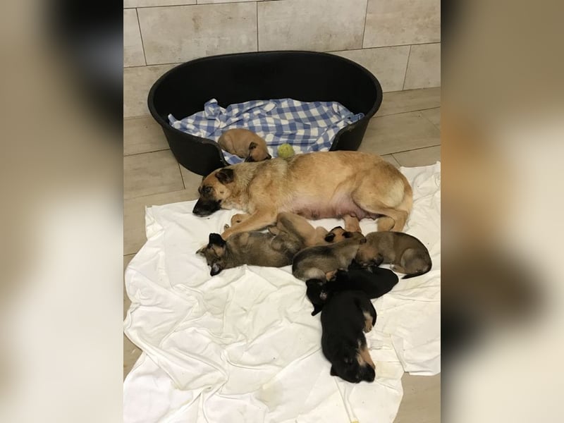RÜBE - ich bin noch etwas schüchtern und suche eine Familie mit etwas Geduld und viel Liebe!