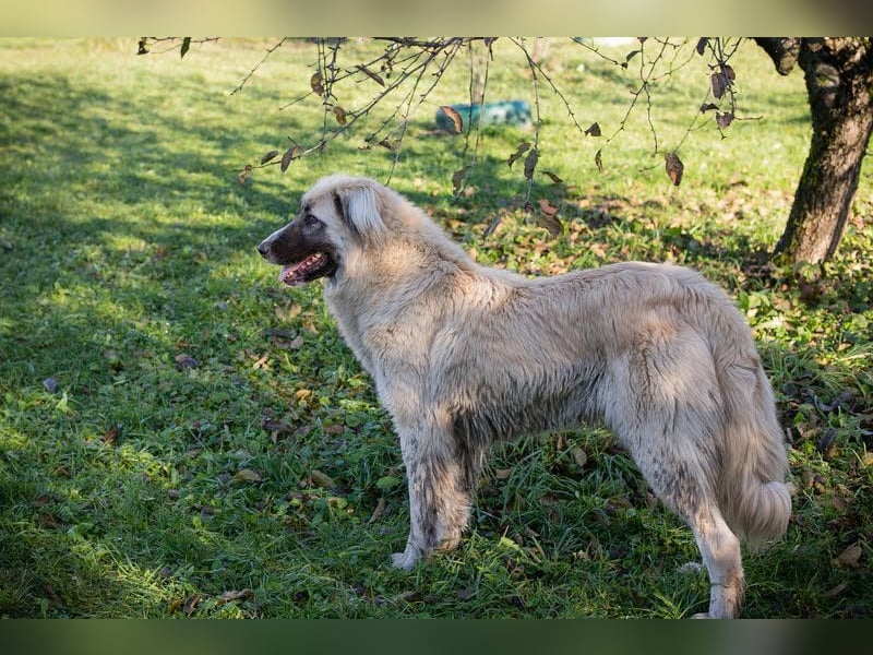 AYLA - die ruhige und zaghafte Hündin sucht geduldige Menschen mit Hundeerfahrung