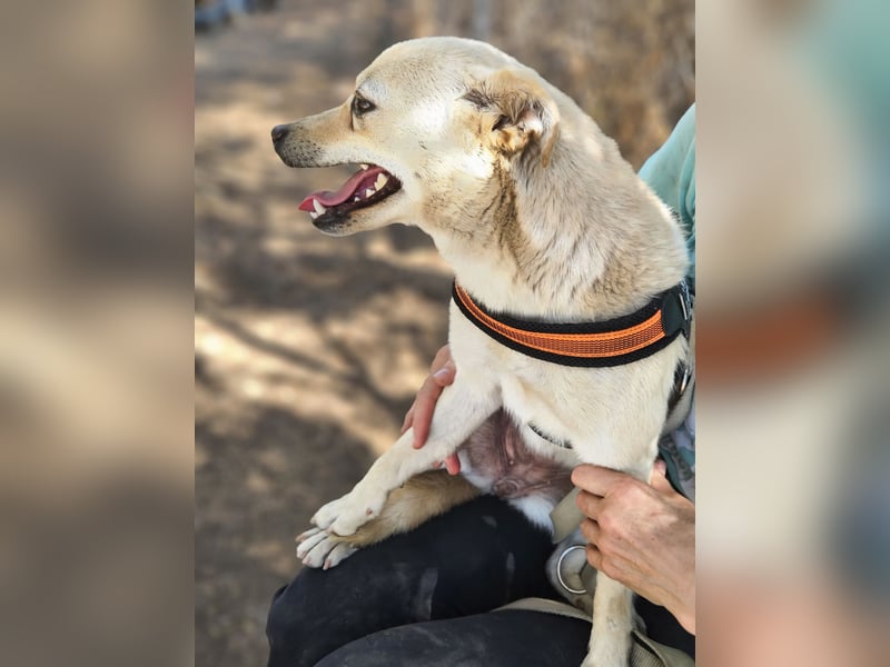 Olandesina: verschmuster Anfängerhund
