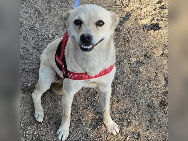 Olandesina: verschmuster Anfängerhund