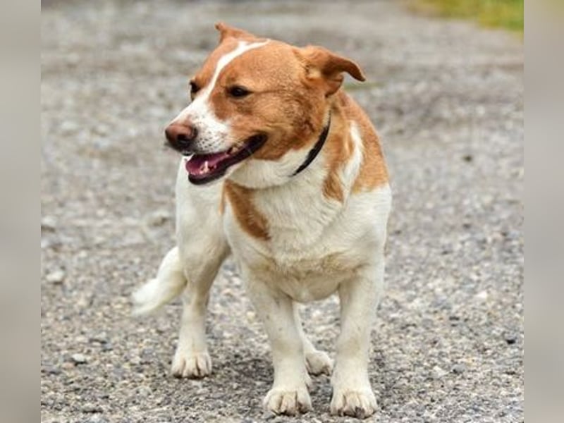 Bubka S275 sucht sanfte Menschen
