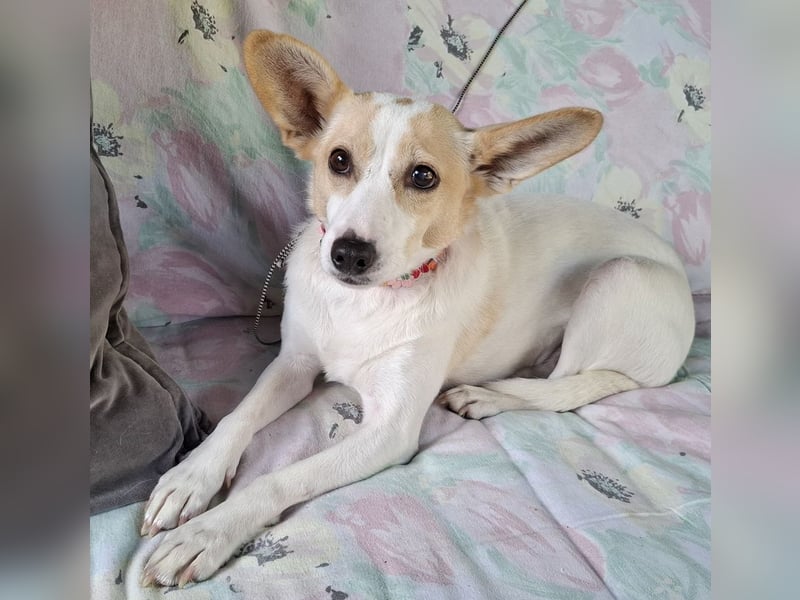 Fatima sucht ein ruhiges Zuhause