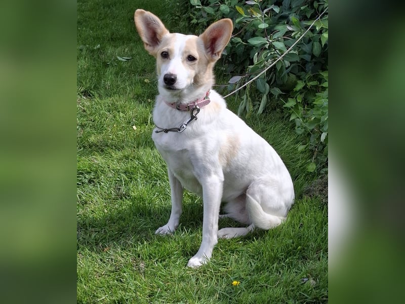 Fatima sucht ein ruhiges Zuhause