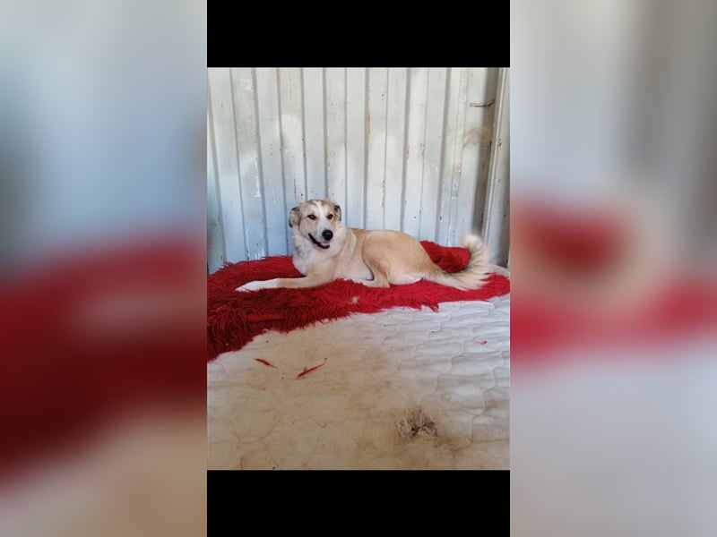 Delah die Zaubermaus