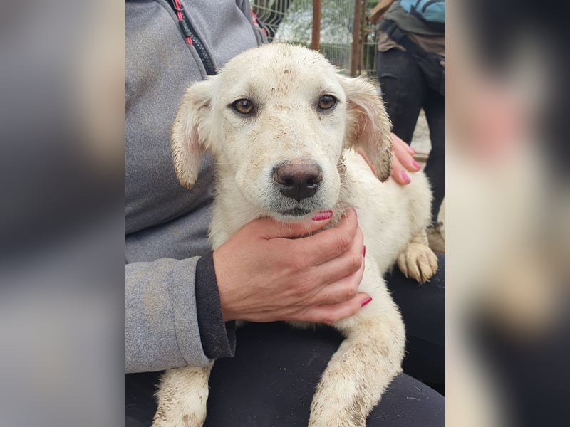 ♥JULIE♥ zuckersüßes, kuscheliges, verspieltes Hundekind 35 cm (wachsend)
