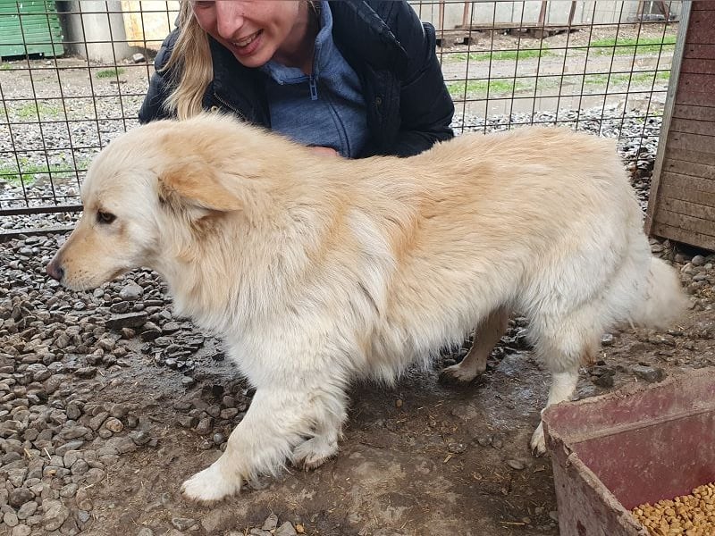♥SELINA♥ wunderschöne, sehr zutrauliche, freundliche Hündin mit längerem Fell 46 cm