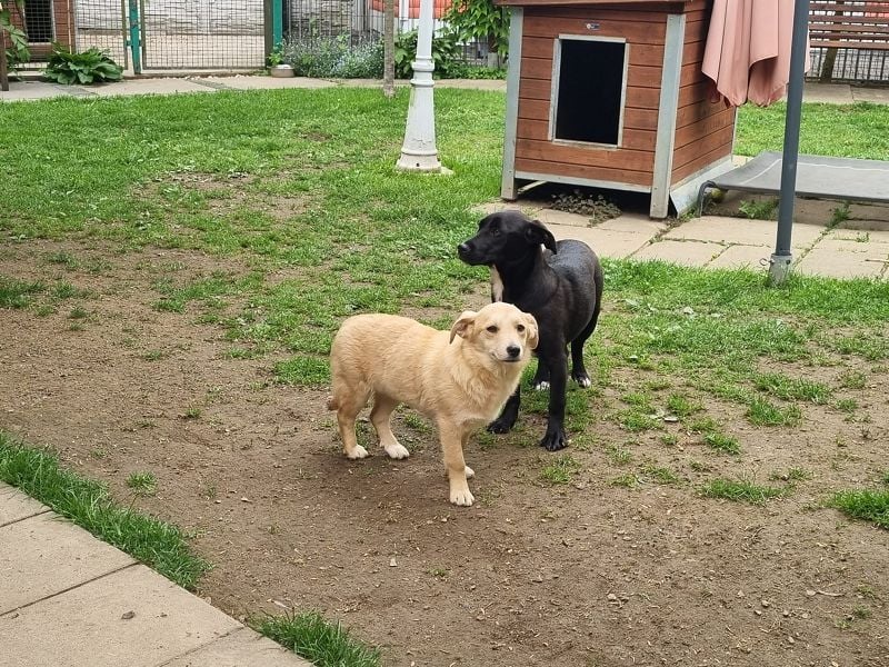 ♥SUGAR♥ neu auf Pflegestelle bei Köln - zuckersüße, verspielte Juniorin 33 cm (wachsend)
