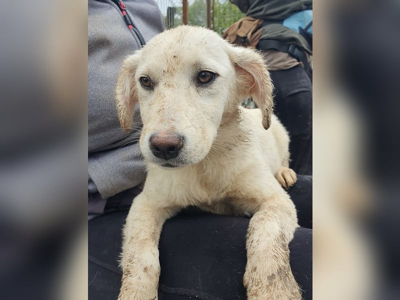 ♥JULIE♥ zuckersüßes, kuscheliges, verspieltes Hundekind 35 cm (wachsend)