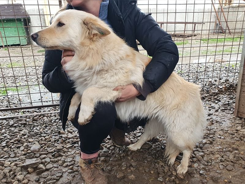 ♥SELINA♥ wunderschöne, sehr zutrauliche, freundliche Hündin mit längerem Fell 46 cm