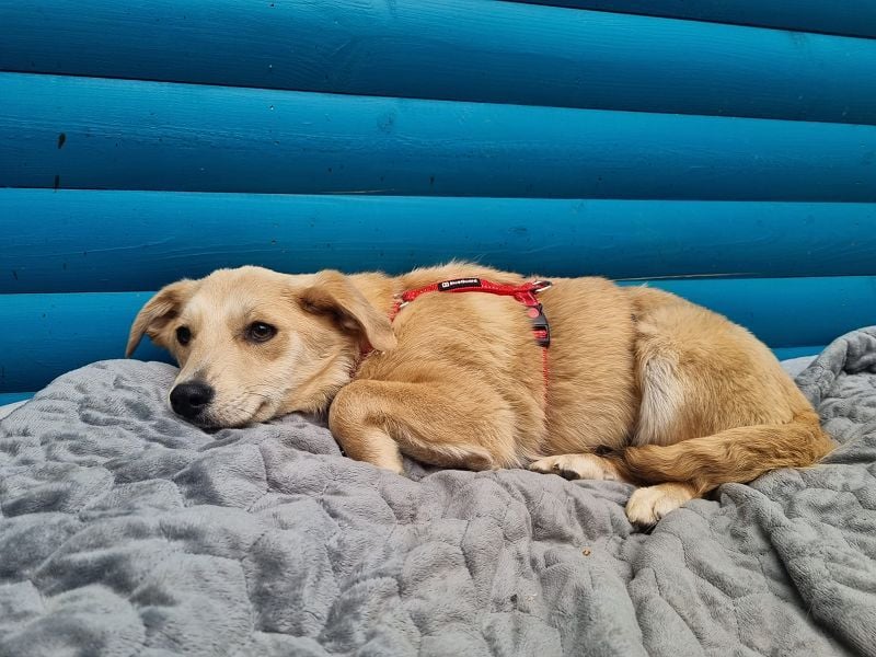 ♥SUGAR♥ neu auf Pflegestelle bei Köln - zuckersüße, verspielte Juniorin 33 cm (wachsend)