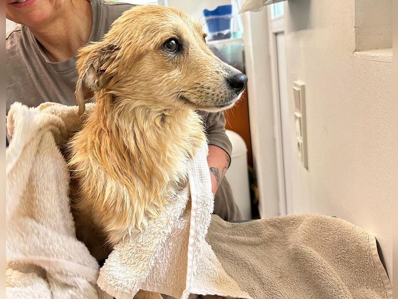♥SUGAR♥ neu auf Pflegestelle bei Köln - zuckersüße, verspielte Juniorin 33 cm (wachsend)