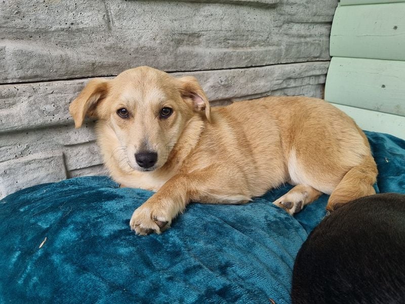 ♥SUGAR♥ auf Pflegestelle bei Köln - zuckersüße, verspielte Juniorin 33 cm (wachsend)