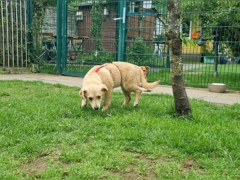 ♥SUGAR♥ neu auf Pflegestelle bei Köln - zuckersüße, verspielte Juniorin 33 cm (wachsend)
