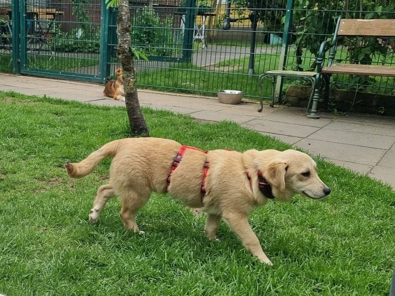 ♥SUGAR♥ neu auf Pflegestelle bei Köln - zuckersüße, verspielte Juniorin 33 cm (wachsend)