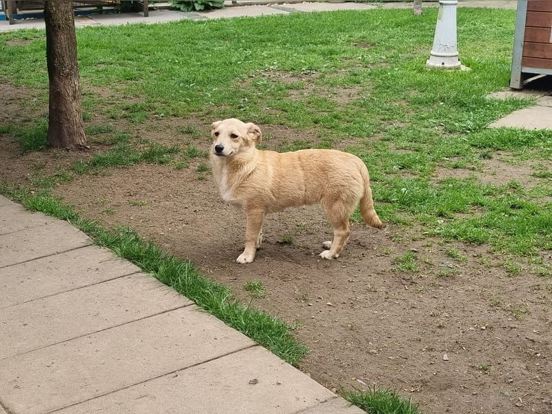 ♥SUGAR♥ neu auf Pflegestelle bei Köln - zuckersüße, verspielte Juniorin 33 cm (wachsend)