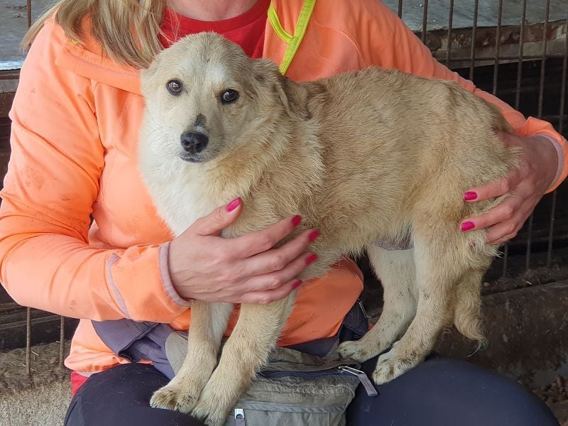 ♥SUGAR♥ ab Anfang Mai auf Pflegestelle bei Köln - zuckersüße, verspielte Welpin 31 cm (wachsend