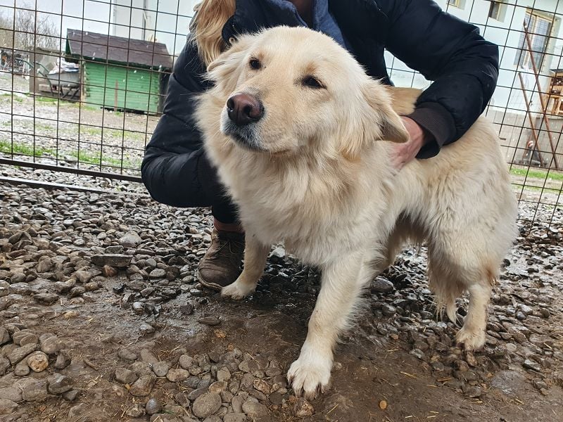 ♥SELINA♥ wunderschöne, sehr zutrauliche, freundliche Hündin mit längerem Fell 46 cm