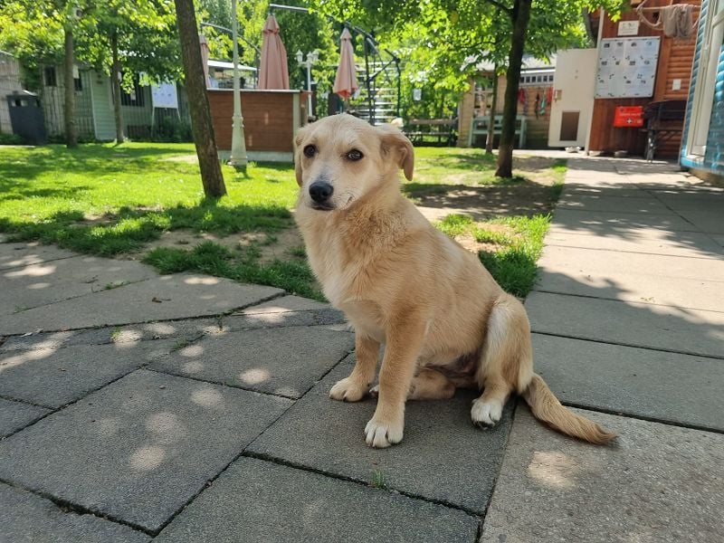 ♥SUGAR♥ auf Pflegestelle bei Köln - zuckersüße, verspielte Juniorin 33 cm (wachsend)