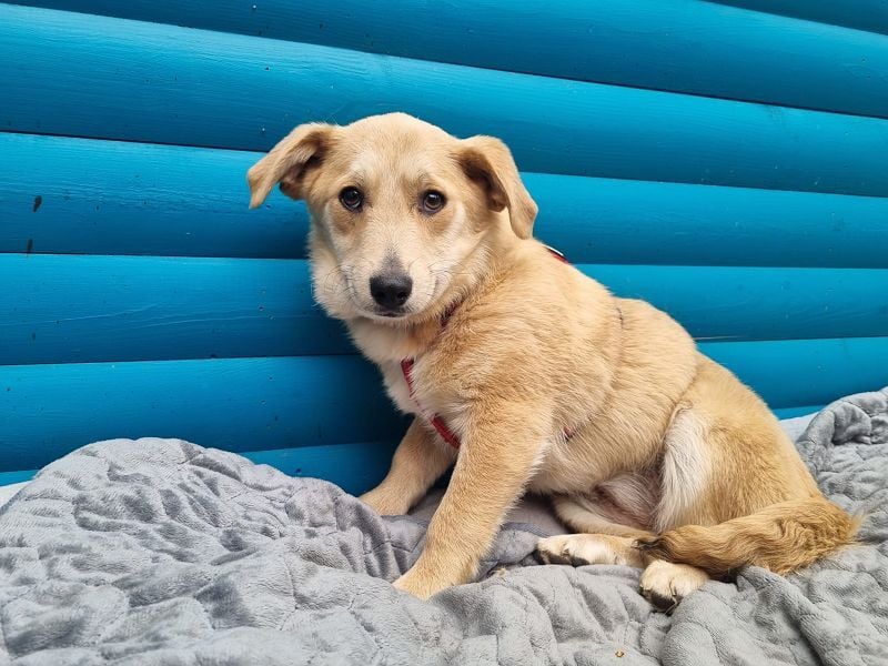 ♥SUGAR♥ neu auf Pflegestelle bei Köln - zuckersüße, verspielte Juniorin 33 cm (wachsend)