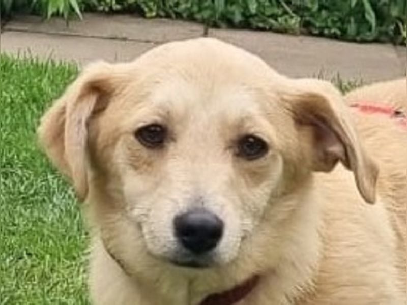 ♥SUGAR♥ neu auf Pflegestelle bei Köln - zuckersüße, verspielte Juniorin 33 cm (wachsend)